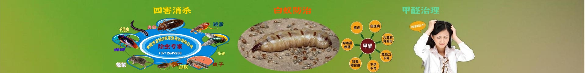 惠陽區白蟻防治
