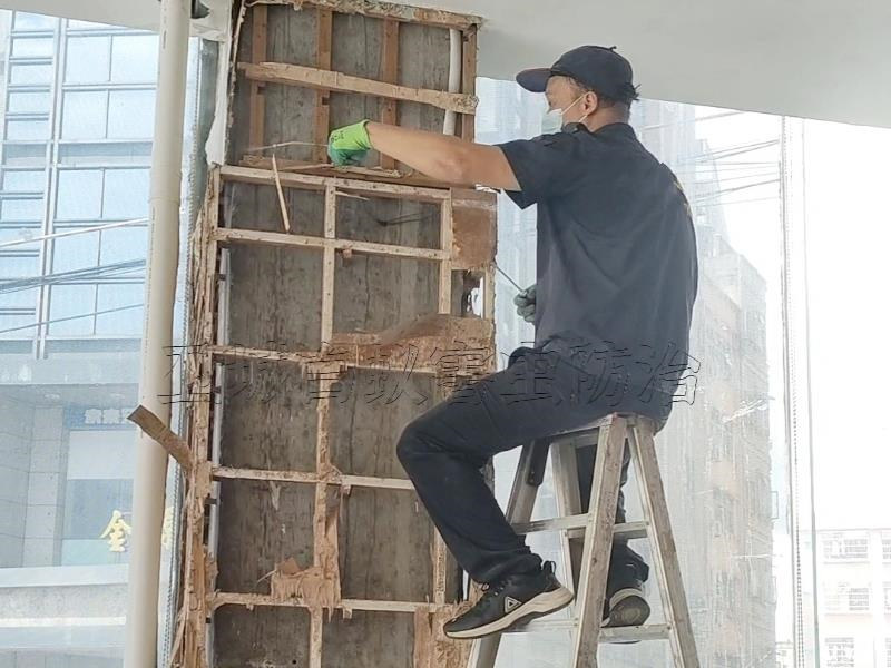 惠城馬安白蟻防治_白蟻對(duì)農(nóng)林作物的危害及樹木危害