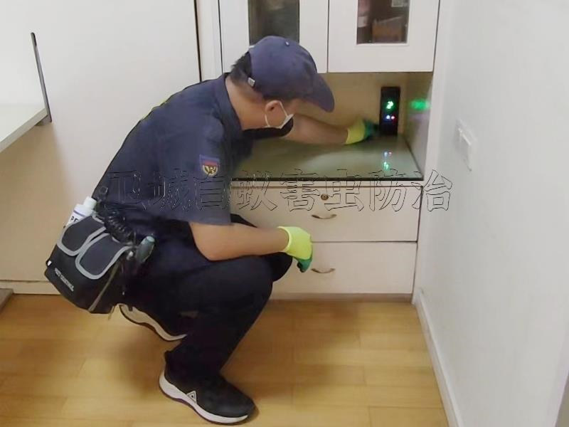 新圩白蟻防治，淡水治白蟻，惠陽滅白蟻，惠陽區新圩白蟻公司