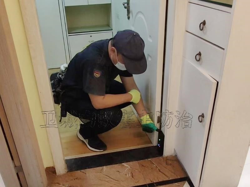 惠陽區白蟻預防,秋長治白螞蟻,專業裝修惠陽白蟻預防