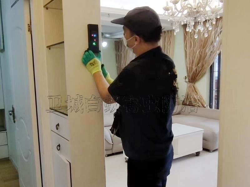博羅園洲白蟻防治-龍溪滅白蟻正規行業資質技術精湛