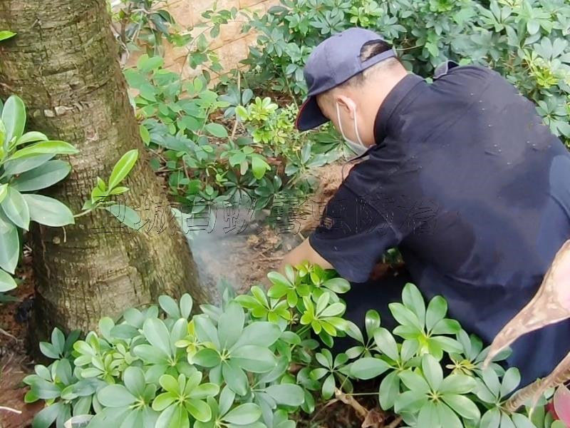永湖白蟻防治中心,良井消殺白蟻,平潭滅白蟻機構效果十分顯著