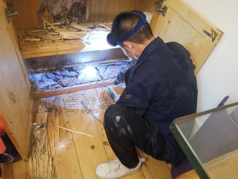 廣州天河區白蟻防治,天河白蟻防治殺蟲,天河區滅白蟻公司