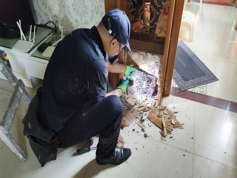 天河區長興白蟻防治丨長興白蟻防治除臭蟲丨快速高效長興滅白蟻