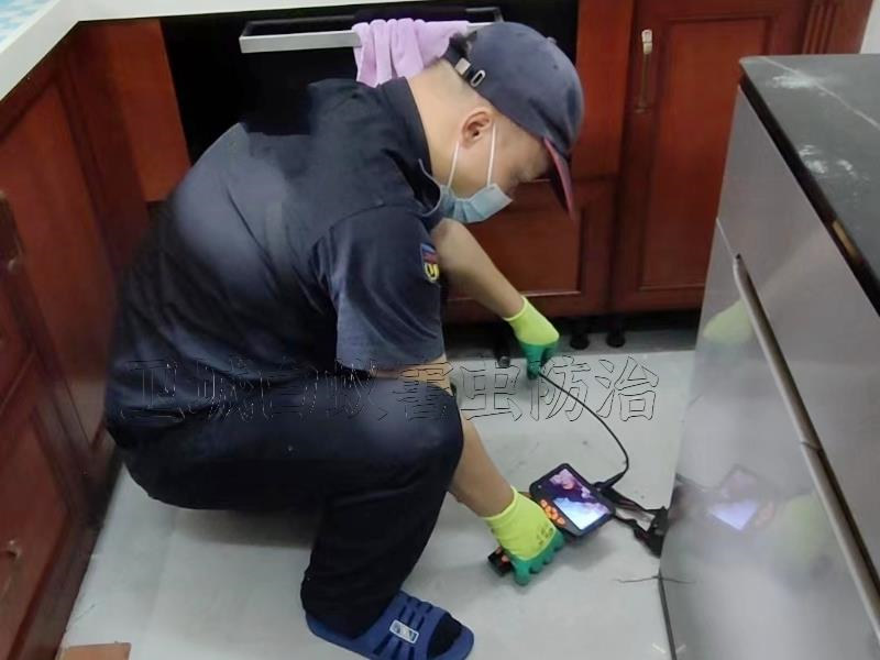 荔灣東沙白蟻防治_廣州東沙白蟻防治殺白蟻優質高效專業